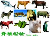 人教版八年级生物上册--1.2　从种到界（精品课件）