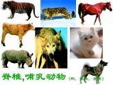 人教版八年级生物上册--1.2　从种到界（精品课件）