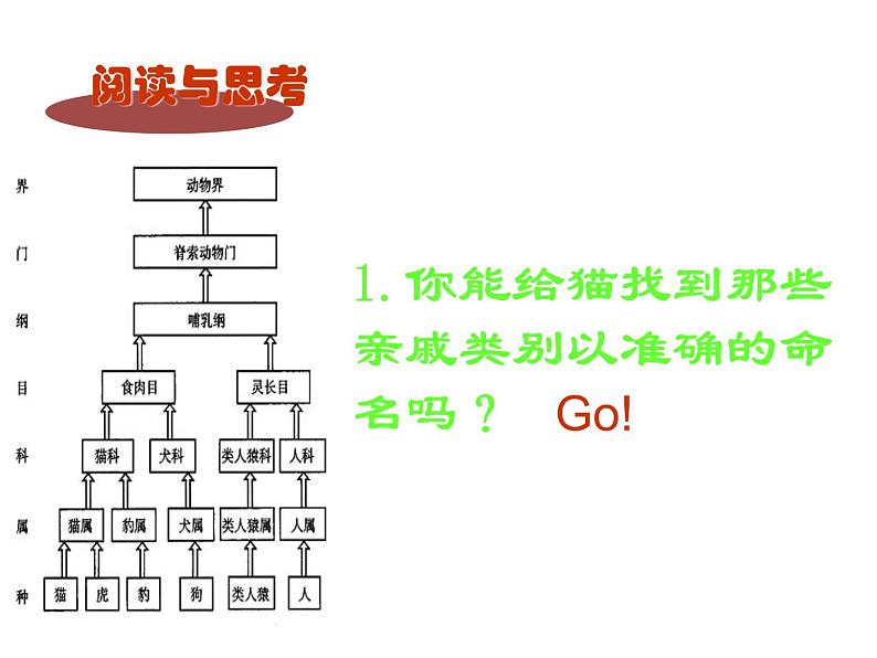 人教版八年级生物上册--1.2　从种到界（精品课件）第8页