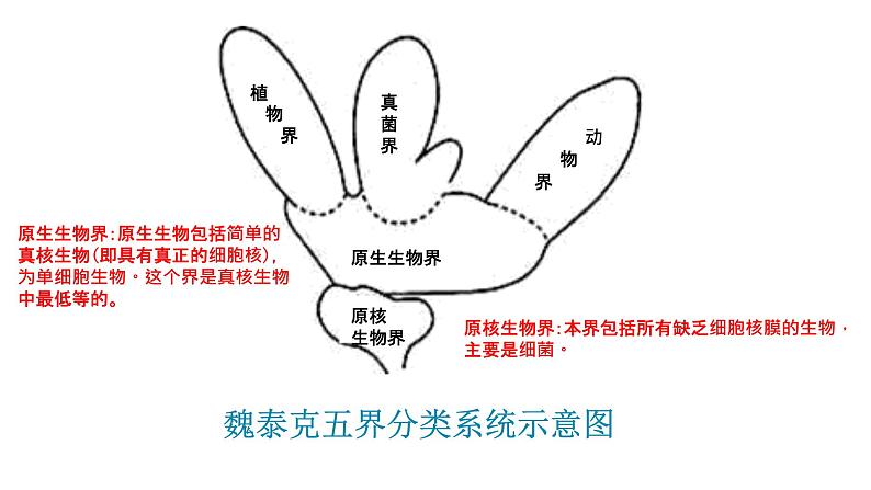 人教版八年级生物上册--1.2从种到界（精品课件）第8页