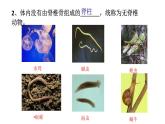 人教版八年级生物上册--1.4　鱼（精品课件）