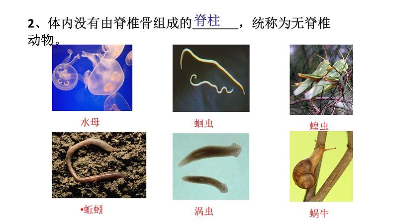 人教版八年级生物上册--1.4　鱼（精品课件）05