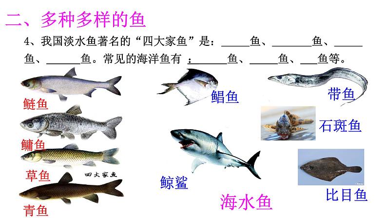 人教版八年级生物上册--1.4　鱼（精品课件）07