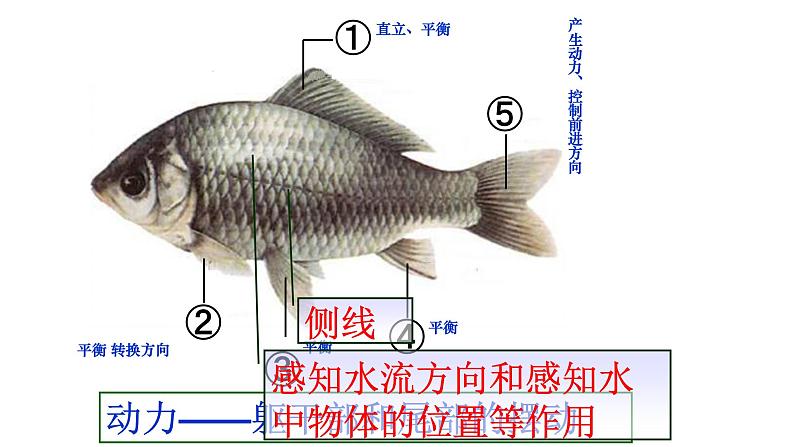 人教版八年级生物上册--1.4　鱼（精品课件）08