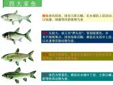 人教版八年级生物上册--1.4鱼（精品课件）