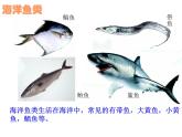 人教版八年级生物上册--1.4鱼（精品课件）