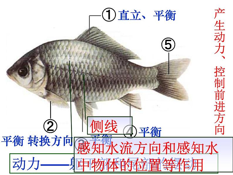 人教版八年级生物上册--1.4鱼（精品课件）04