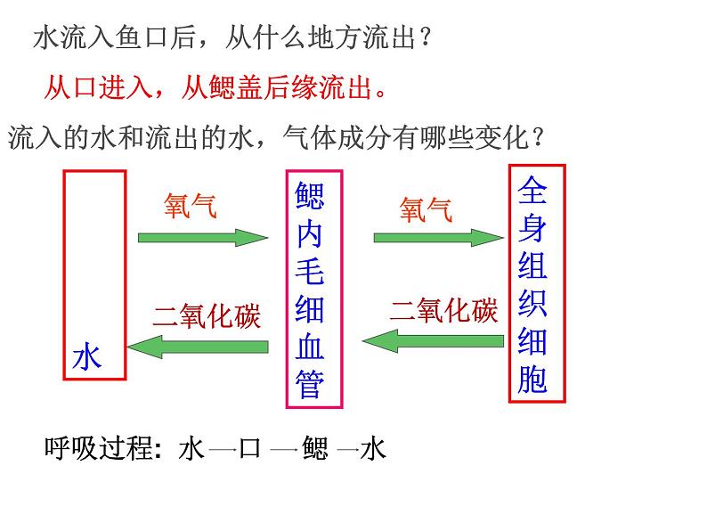 人教版八年级生物上册--1.4鱼（精品课件）06