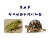 人教版八年级生物上册--1.5　两栖动物和爬行动物（精品课件）