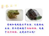 人教版八年级生物上册--1.5　两栖动物和爬行动物（精品课件）