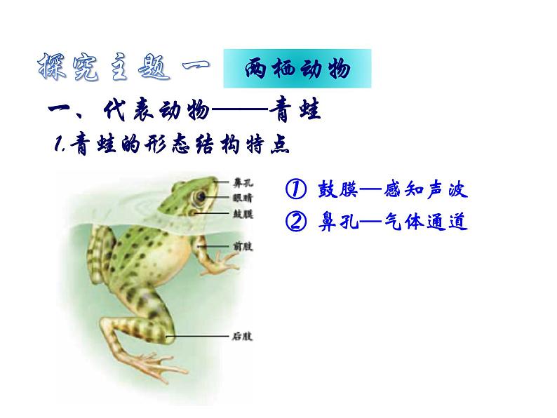 人教版八年级生物上册--1.5　两栖动物和爬行动物（精品课件）第4页