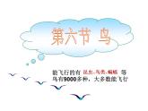 人教版八年级生物上册--1.6鸟（精品课件1）