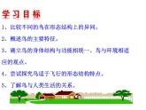 人教版八年级生物上册--1.6鸟（精品课件1）