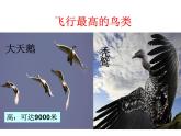 人教版八年级生物上册--1.6鸟（精品课件1）