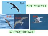人教版八年级生物上册--1.6鸟（精品课件1）