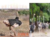 人教版八年级生物上册--1.6鸟（精品课件1）
