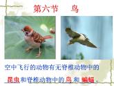 人教版八年级生物上册--1.6鸟（精品课件）