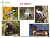 人教版八年级生物上册--1.6鸟（精品课件）