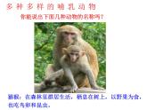 人教版八年级生物上册--1.7　哺乳动物（精品课件）