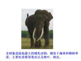人教版八年级生物上册--1.7　哺乳动物（精品课件）