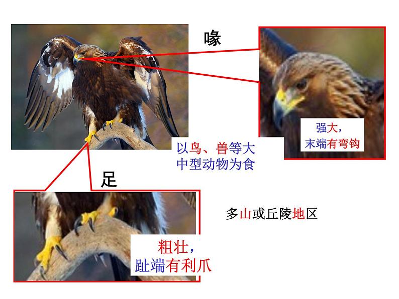 人教版八年级生物上册--1.6鸟（课件）第3页