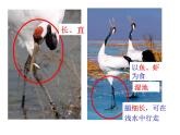 人教版八年级生物上册--1.6鸟（课件）