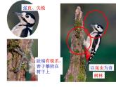 人教版八年级生物上册--1.6鸟（课件）