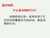 人教版八年级生物上册--2.2先天性行为和学习行为（精品课件）