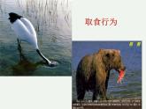 人教版八年级生物上册--2.2先天性行为和学习行为（精品课件）