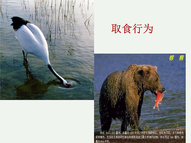 人教版八年级生物上册--2.2先天性行为和学习行为（精品课件）05