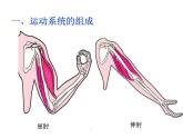 人教版八年级生物上册--2.1动物的运动（精品课件）