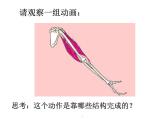 人教版八年级生物上册--2.1动物的运动（精品课件）