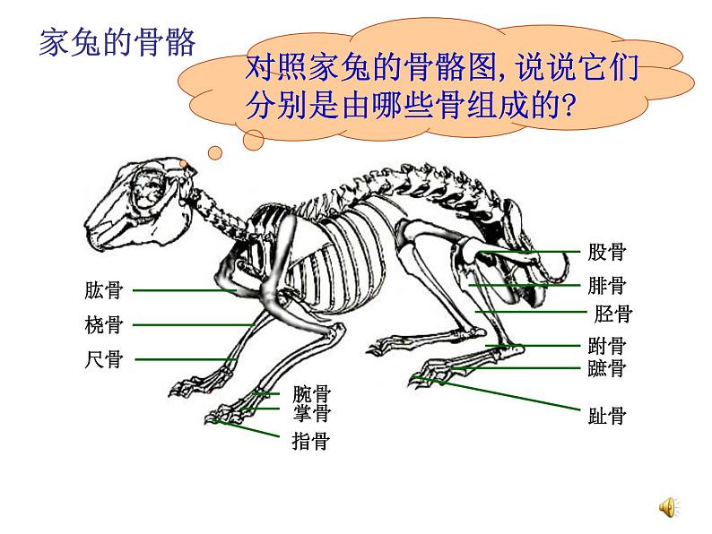 人教版八年级生物上册--2.1动物的运动（精品课件）07