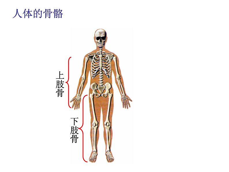 人教版八年级生物上册--2.1动物的运动（精品课件）08