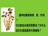人教版八年级生物上册--4.3真菌（精品课件）