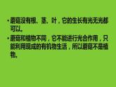 人教版八年级生物上册--4.3真菌（精品课件）