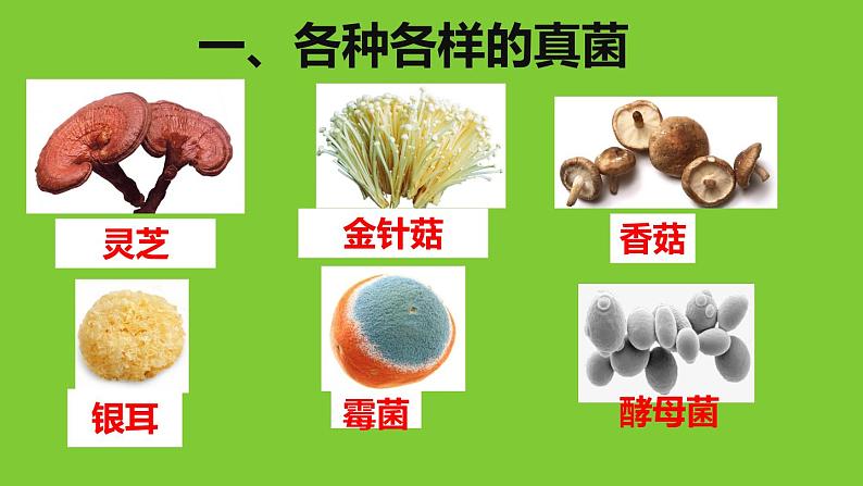 人教版八年级生物上册--4.3真菌（精品课件）第4页