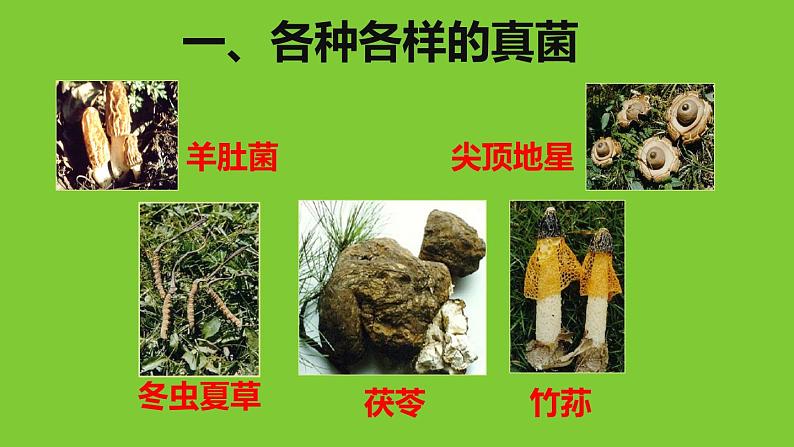 人教版八年级生物上册--4.3真菌（精品课件）第5页