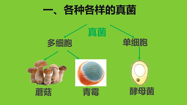 人教版八年级生物上册--4.3真菌（精品课件）第6页