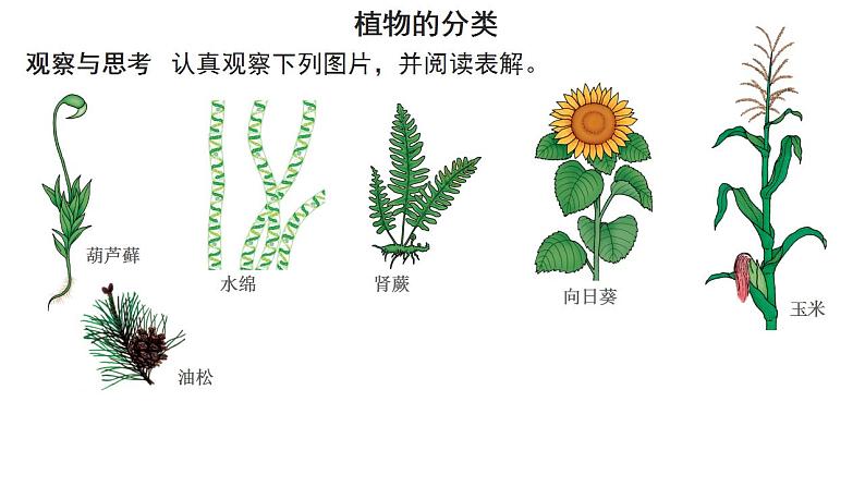 人教版八年级生物上册--6.1.1  尝试对生物进行分类 课件05