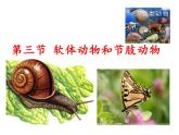 人教版八年级生物上册--第三节 软体动物和节肢动物（精品课件）