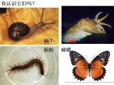 人教版八年级生物上册--第三节 软体动物和节肢动物（精品课件）