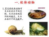 人教版八年级生物上册--第三节 软体动物和节肢动物（精品课件）