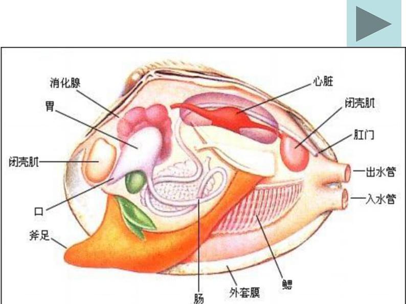 人教版八年级生物上册--第三节 软体动物和节肢动物（精品课件）06