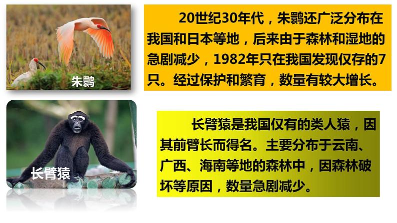 人教版八年级生物上册--第三章 保护生物的多样性（精品课件）第6页