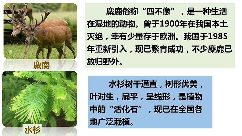 人教版八年级生物上册--第三章 保护生物的多样性（精品课件）第7页