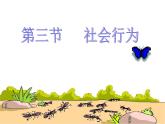 人教版八年级生物上册--第三节 社会行为（精品课件）