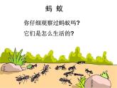 人教版八年级生物上册--第三节 社会行为（精品课件）