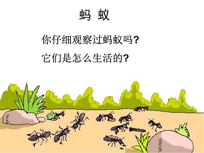 人教版八年级生物上册--第三节 社会行为（精品课件）02