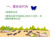 人教版八年级生物上册--第三节 社会行为（精品课件）